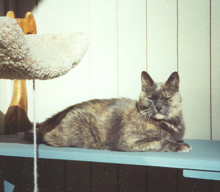 Rosie 15 Years Old - After Therapy Photo